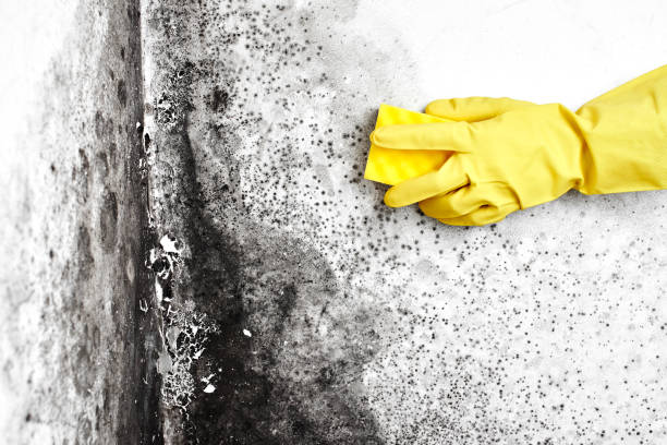 Best Emergency Mold Remediation  in Schoolcraft, MI
