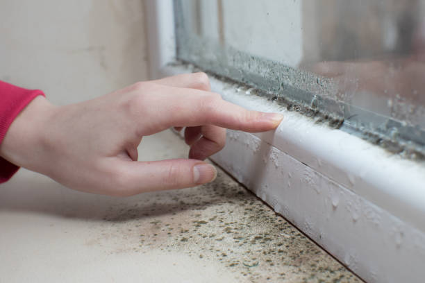 Best Real Estate Mold Inspection  in Schoolcraft, MI