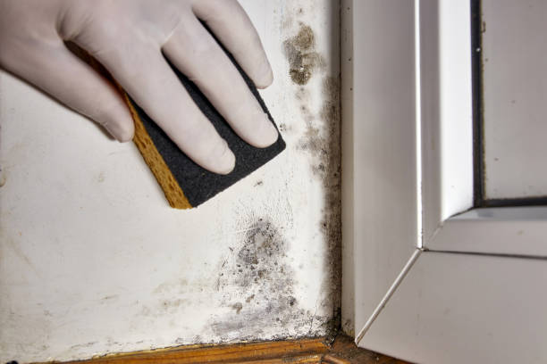 Best Mold Removal for HVAC Installations  in Schoolcraft, MI
